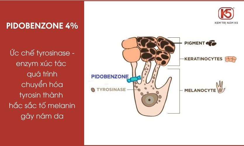 Pidobenzone-4%-co-che-tac-dung